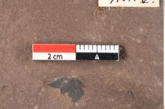 Foto (Detailansicht) von Sphaeria palaeosapindi Ettingshausen (NHMW-GEO-2024-0188-0041)